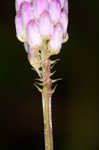 Curtiss' milkwort